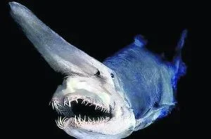 Capturan vivo, por primera vez en Canarias, un tiburón duende de aguas profundas